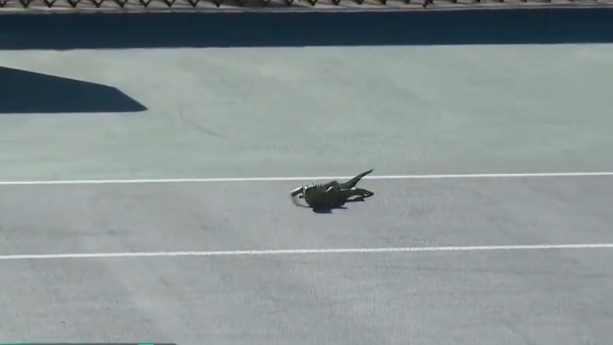 Игуана выбежала на корт на турнире в Майами Игуана выбежала на корт на турнире в Майами